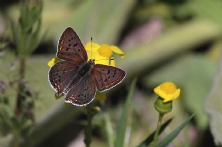 sli Bakr Gzeli (Lycaena tityrus)