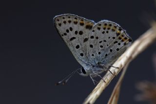 sli Bakr Gzeli (Lycaena tityrus)