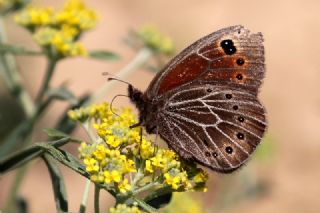 Uygur Gzelesmeri (Proterebia afra)