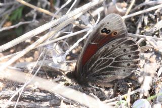 Uygur Gzelesmeri (Proterebia afra)