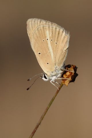 ? Agro Tr (Tanmsz) (Agrodiaetus sp.)