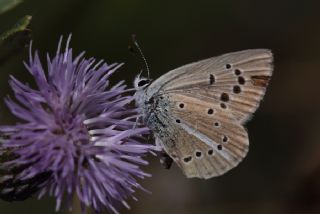 okgzl Lbnan Esmeri (Polyommatus alcestis)