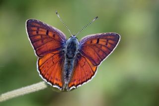 Byk Mor Bakr Gzeli (Lycaena alciphron)