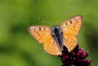 Byk Mor Bakr Gzeli (Lycaena alciphron)