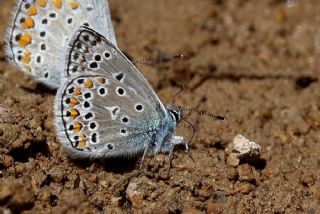 okgzl Yalanc Eros (Polyommatus eroides)