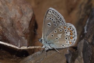 okgzl Yalanc Eros (Polyommatus eroides)