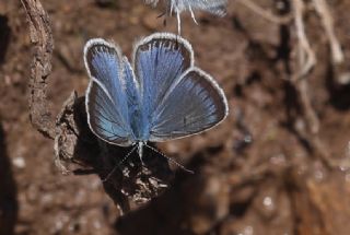 okgzl Yalanc Eros (Polyommatus eroides)