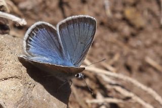 okgzl Yalanc Eros (Polyommatus eroides)