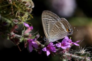 Lampides (Lampides boeticus)