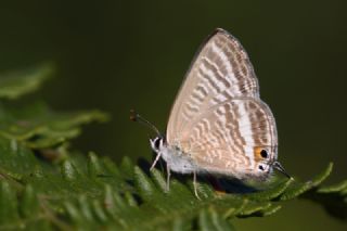 Lampides (Lampides boeticus)