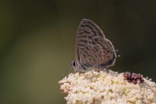 Mavi Zebra (Leptotes pirithous)