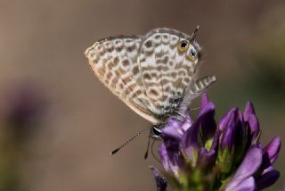 Rus Zpzp Perisi (Coenonympha leander)