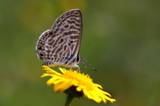 Mavi Zebra (Leptotes pirithous)