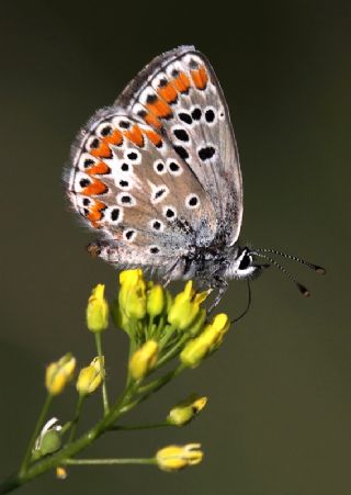 okgzl Esmer (Aricia agestis)