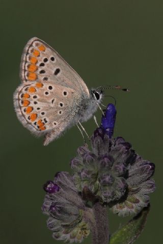 okgzl Esmer (Aricia agestis)