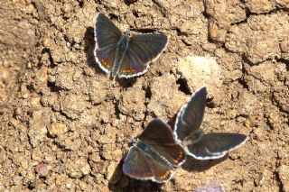 okgzl Orman Esmeri (Aricia artaxerxes)