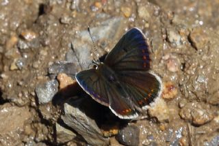 okgzl Orman Esmeri (Aricia artaxerxes)