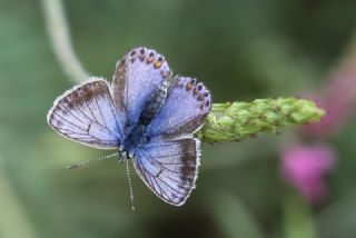 okgzl Mavi (Polyommatus icarus)