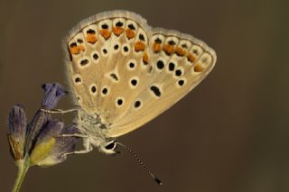 �okg�zl� Mavi&nbsp;(Polyommatus&nbsp;icarus)