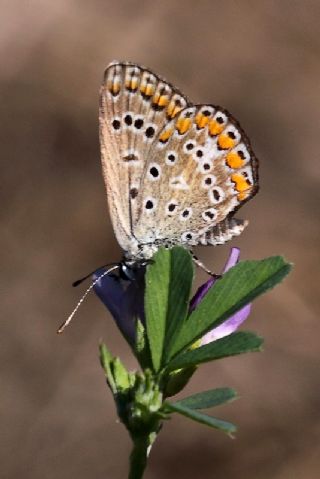 okgzl Mavi (Polyommatus icarus)