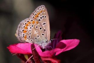 okgzl Mavi (Polyommatus icarus)