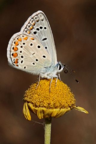 okgzl Mavi (Polyommatus icarus)