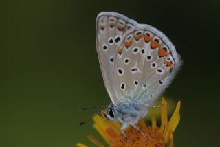okgzl Meneke Mavisi (Polyommatus thersites)