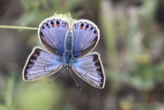 okgzl Mavi (Polyommatus icarus)