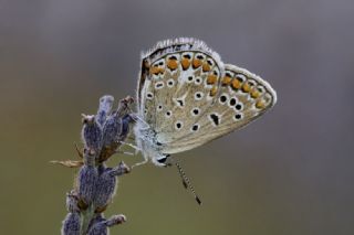 �okg�zl� Mavi&nbsp;(Polyommatus&nbsp;icarus)