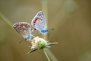 okgzl Mavi (Polyommatus icarus)