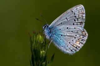 okgzl Mavi (Polyommatus icarus)