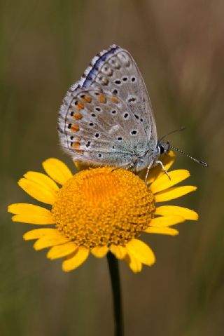 okgzl Gk Mavisi (Polyommatus bellargus)