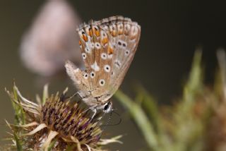okgzl Gk Mavisi (Polyommatus bellargus)