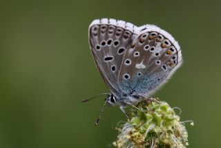 okgzl Gk Mavisi (Polyommatus bellargus)