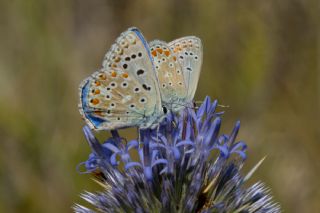 okgzl Gk Mavisi (Polyommatus bellargus)