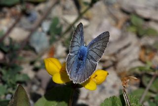 okgzl Turkuvaz Mavisi (Polyommatus dorylas)