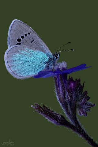 Karagz Mavisi (Glaucopsyche alexis)