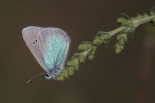 Karagz Mavisi (Glaucopsyche alexis)