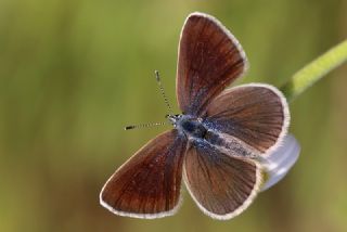 Karagz Mavisi (Glaucopsyche alexis)