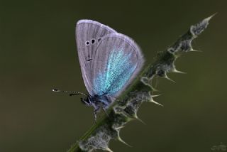 Karagz Mavisi (Glaucopsyche alexis)