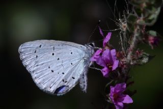 Kutsal Mavi (Celastrina argiolus)