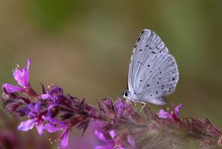 Kutsal Mavi (Celastrina argiolus)