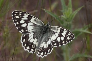 Anadolu Melikesi (Melanargia larissa)