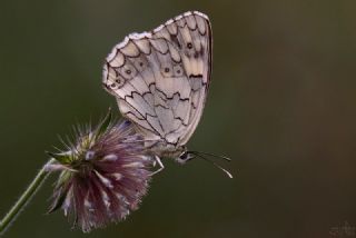 Anadolu Melikesi (Melanargia larissa)