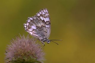 Anadolu Melikesi (Melanargia larissa)
