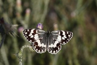 Anadolu Melikesi (Melanargia larissa)