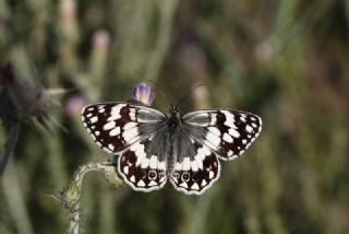 Anadolu Melikesi (Melanargia larissa)