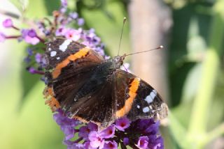 Atalanta (Vanessa atalanta)