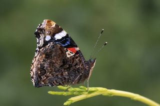 Atalanta&nbsp;(Vanessa&nbsp;atalanta)