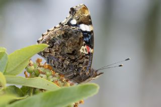 Atalanta&nbsp;(Vanessa&nbsp;atalanta)